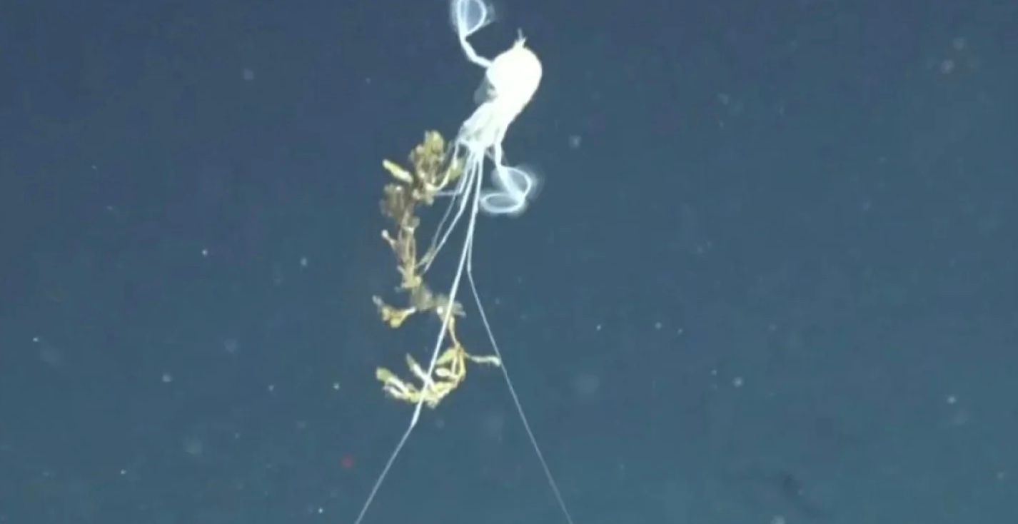 Какое самое редкое существо в океане Какое самое редкое существо в океане