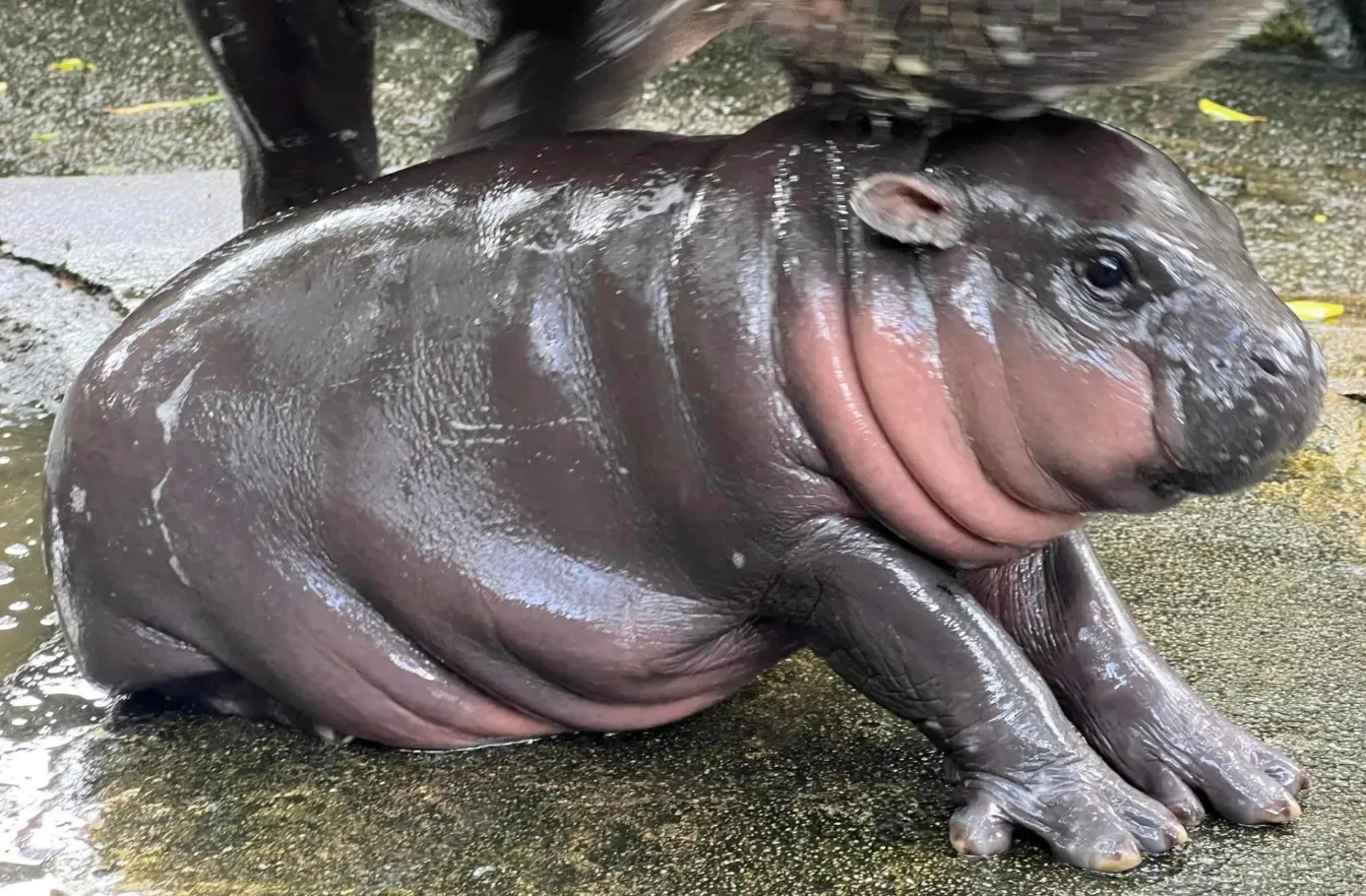 За Му-Денг внимательно следят работники зоопарка и камеры видеонаблюдения За Му-Денг внимательно следят работники зоопарка и камеры видеонаблюдения