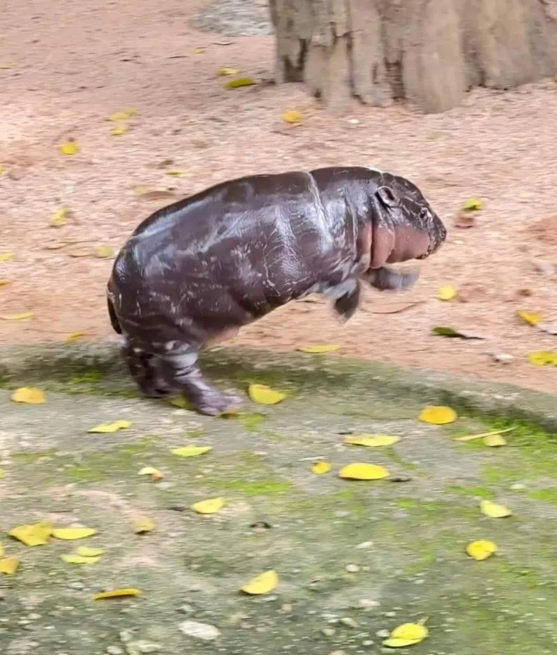 Му-Денг дурачится Му-Денг дурачится