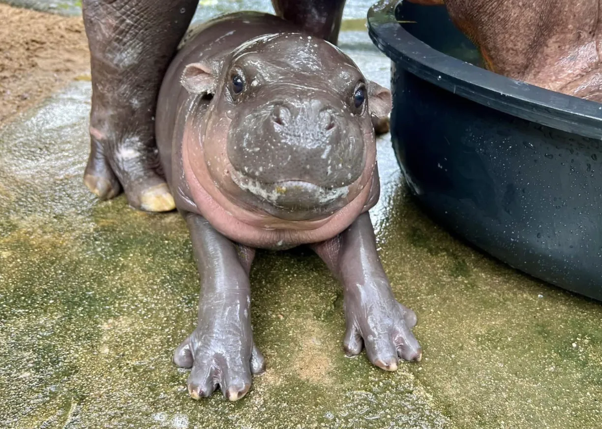 Му-Денг стала звездой Таиланда Му-Денг стала звездой Таиланда