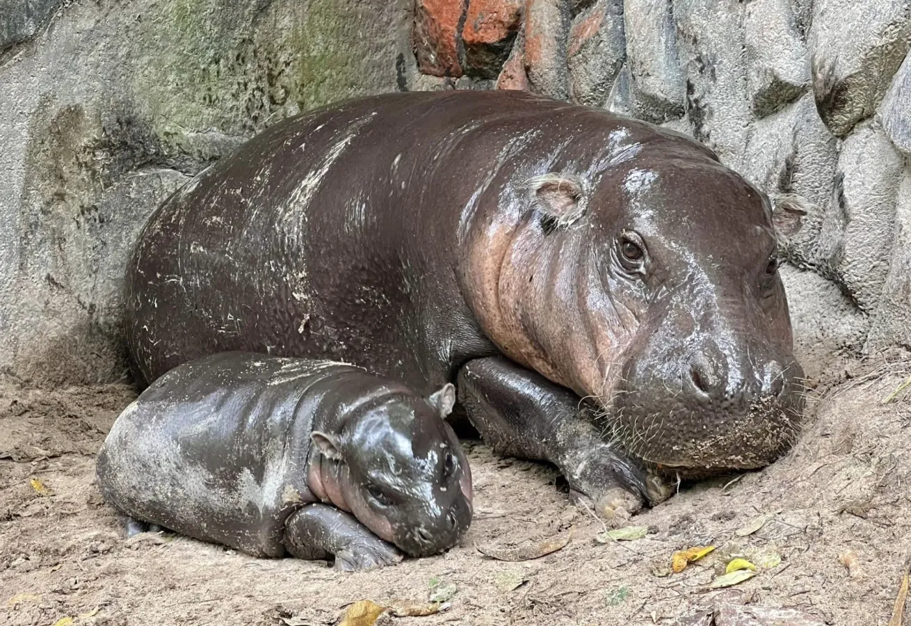 Му-Денг с мамой Му-Денг с мамой