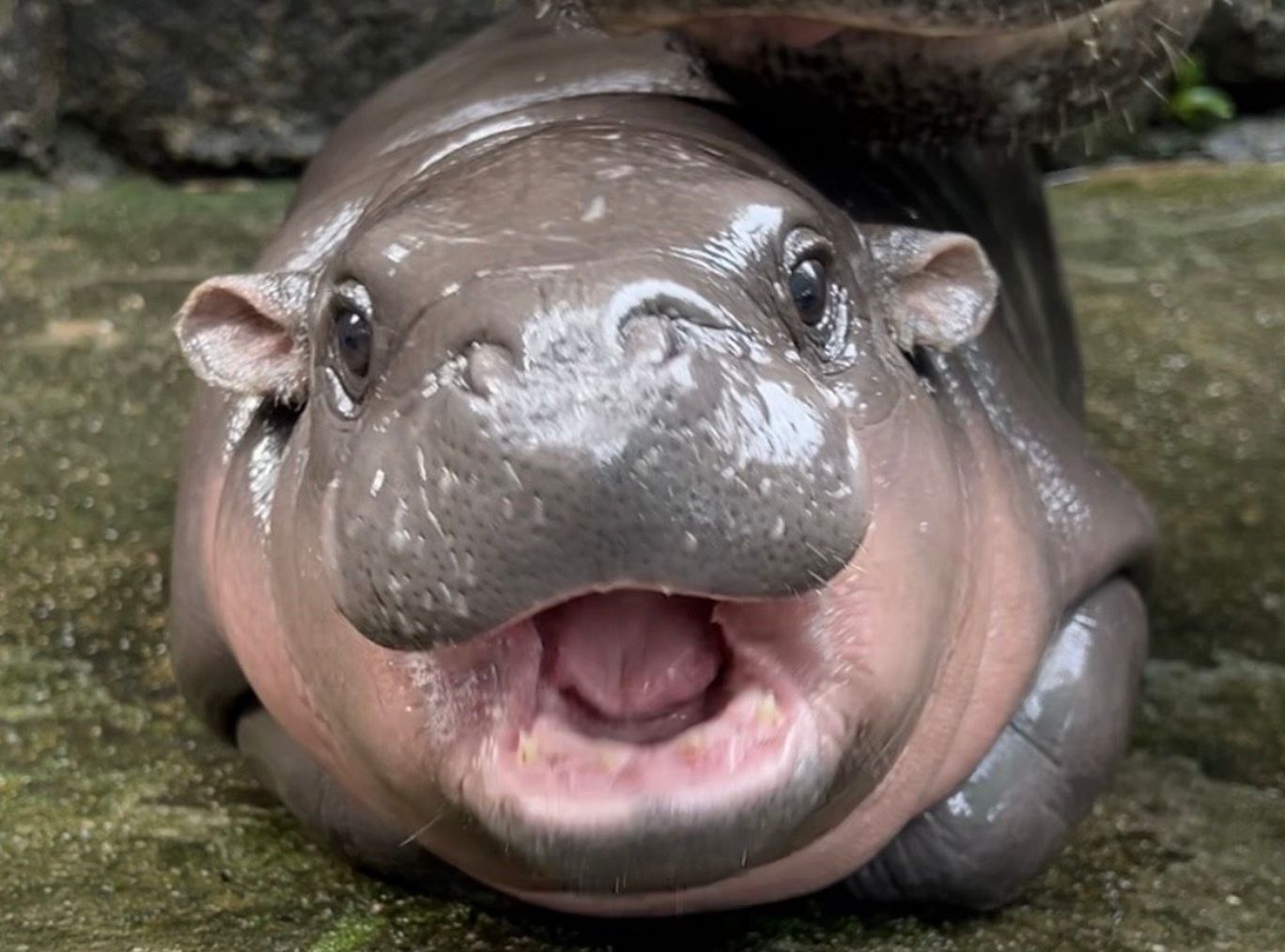 В Таиланде появилась звездная бегемотиха Му В Таиланде появилась звездная бегемотиха Му