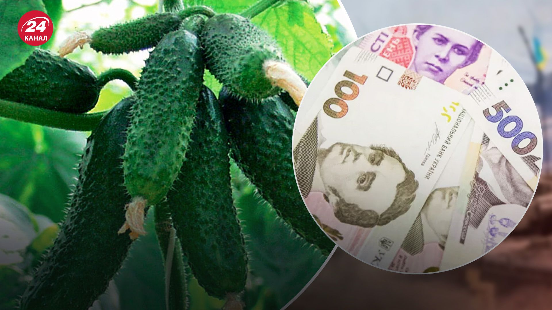 Вартість огірків зростає щотижня Вартість огірків зростає щотижня