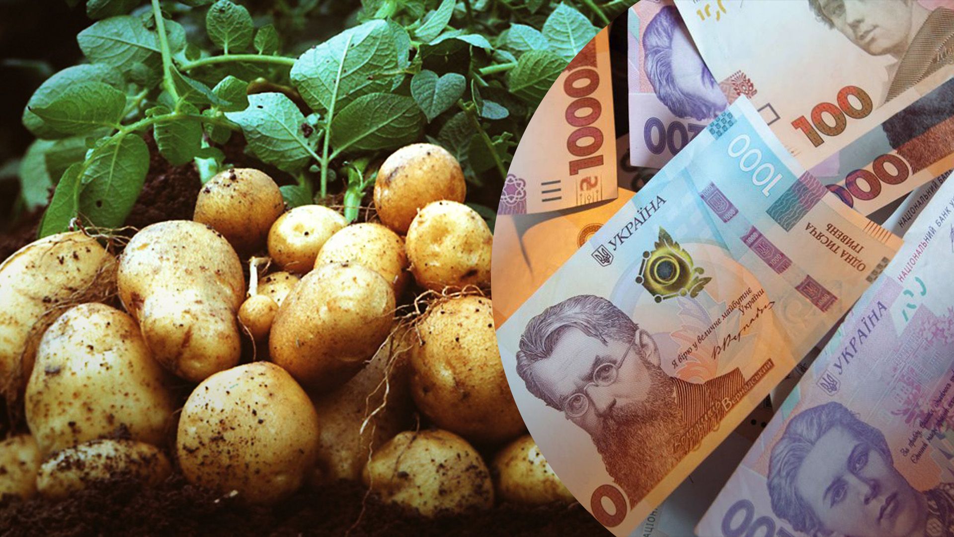 Скільки картопля коштує у магазинах Скільки картопля коштує у магазинах