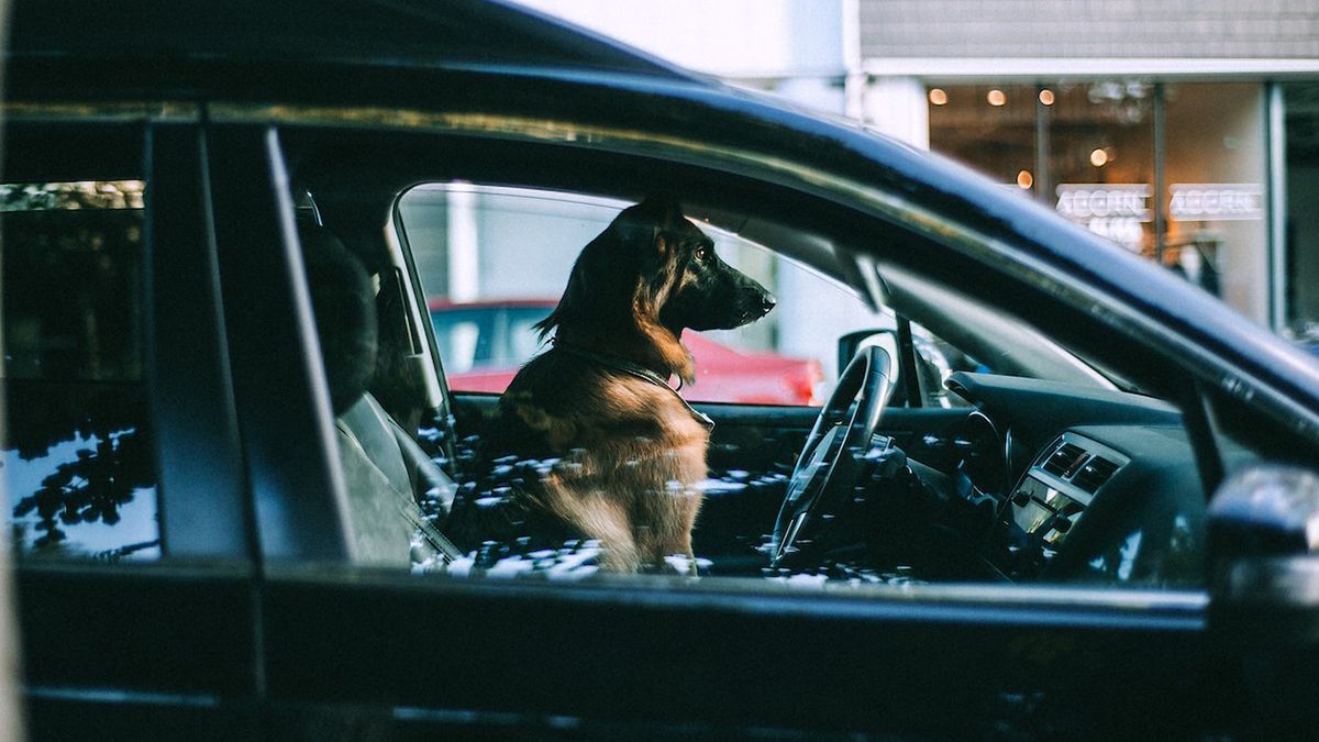 ЕС изменил правила ввоза кошек, собак и хорьков ЕС изменил правила ввоза кошек, собак и хорьков