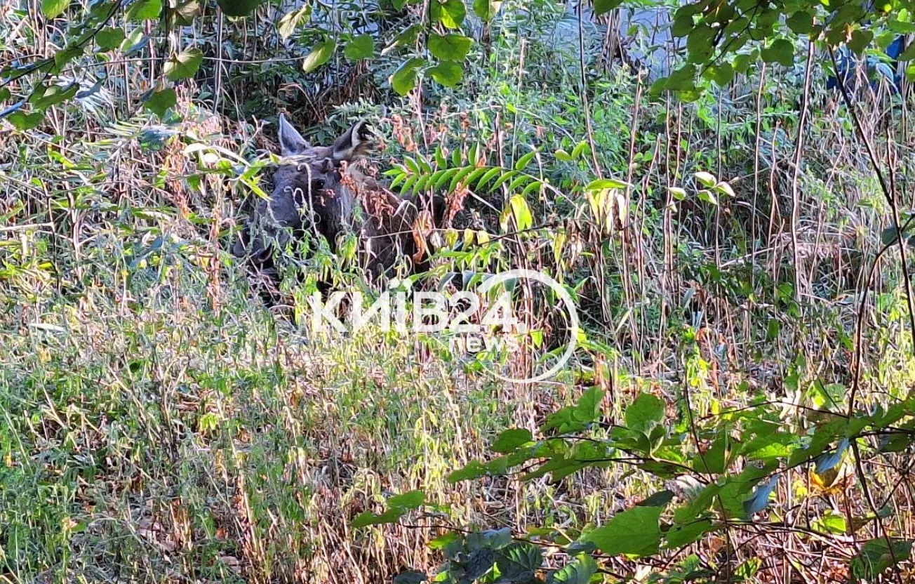 Лось напуган и прячется от людей Лось напуган и прячется от людей