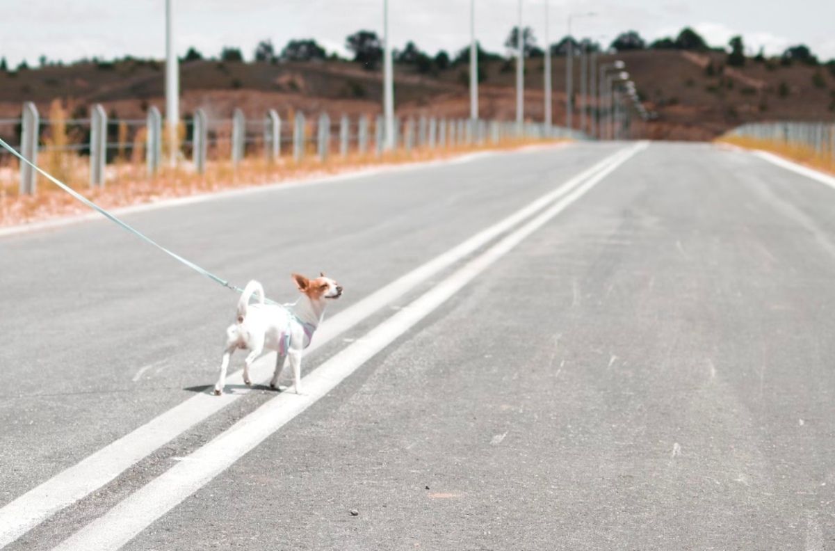 Сбежавшая собака вызвала задержки и отмену поездов в Брюсселе Сбежавшая собака вызвала задержки и отмену поездов в Брюсселе