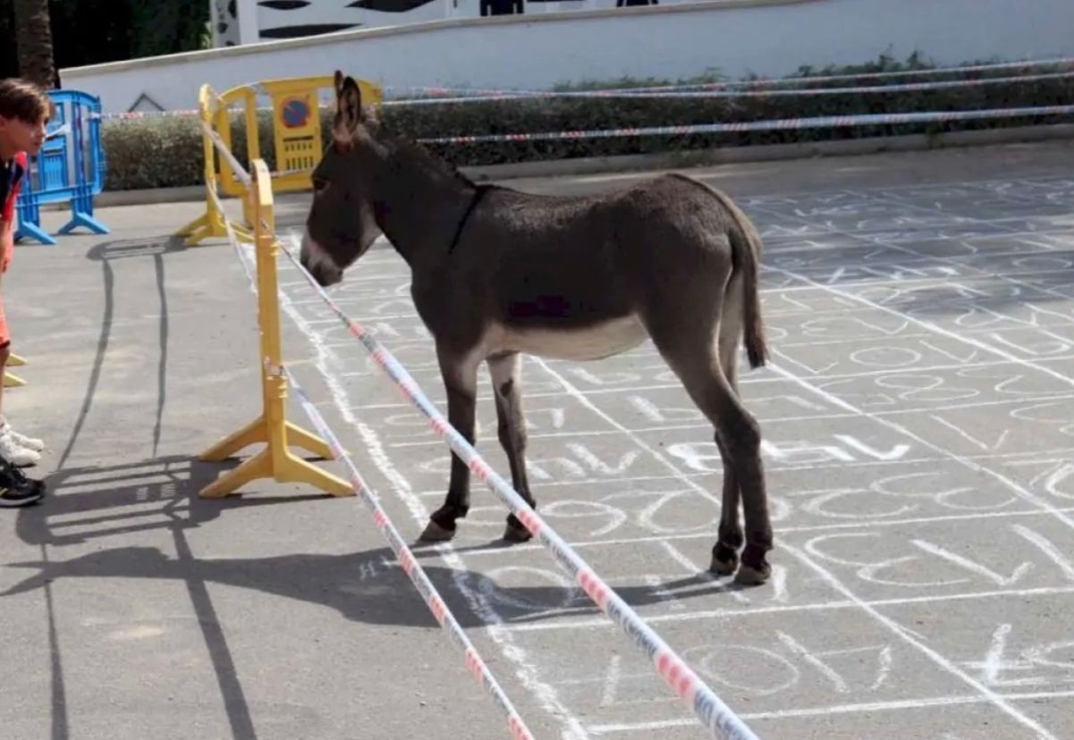 В Испании люди приходят посмотреть, как испражняются ослы В Испании люди приходят посмотреть, как испражняются ослы