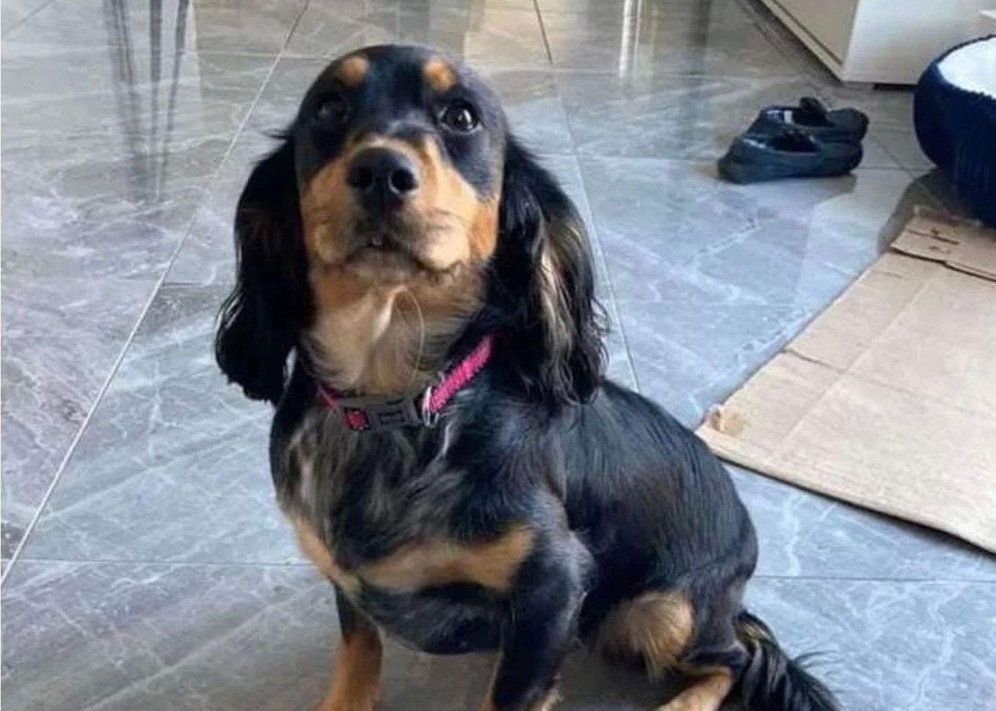 Собака пропала три года назад Собака пропала три года назад