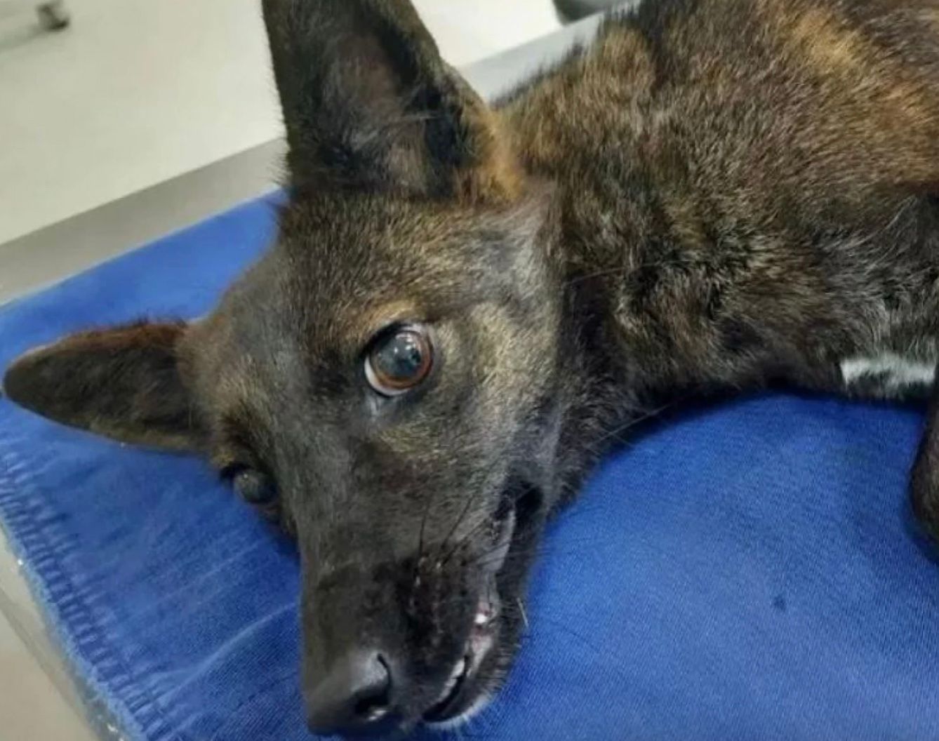 Ветеринари не могли зрозуміти, що це за істота Ветеринари не могли зрозуміти, що це за істота