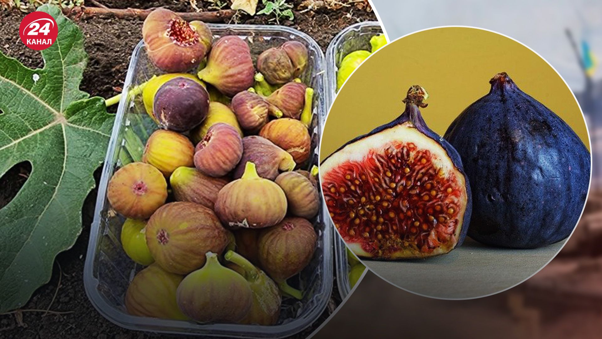 Вчені адаптували інжир до вирощування у нашому кліматі Вчені адаптували інжир до вирощування у нашому кліматі