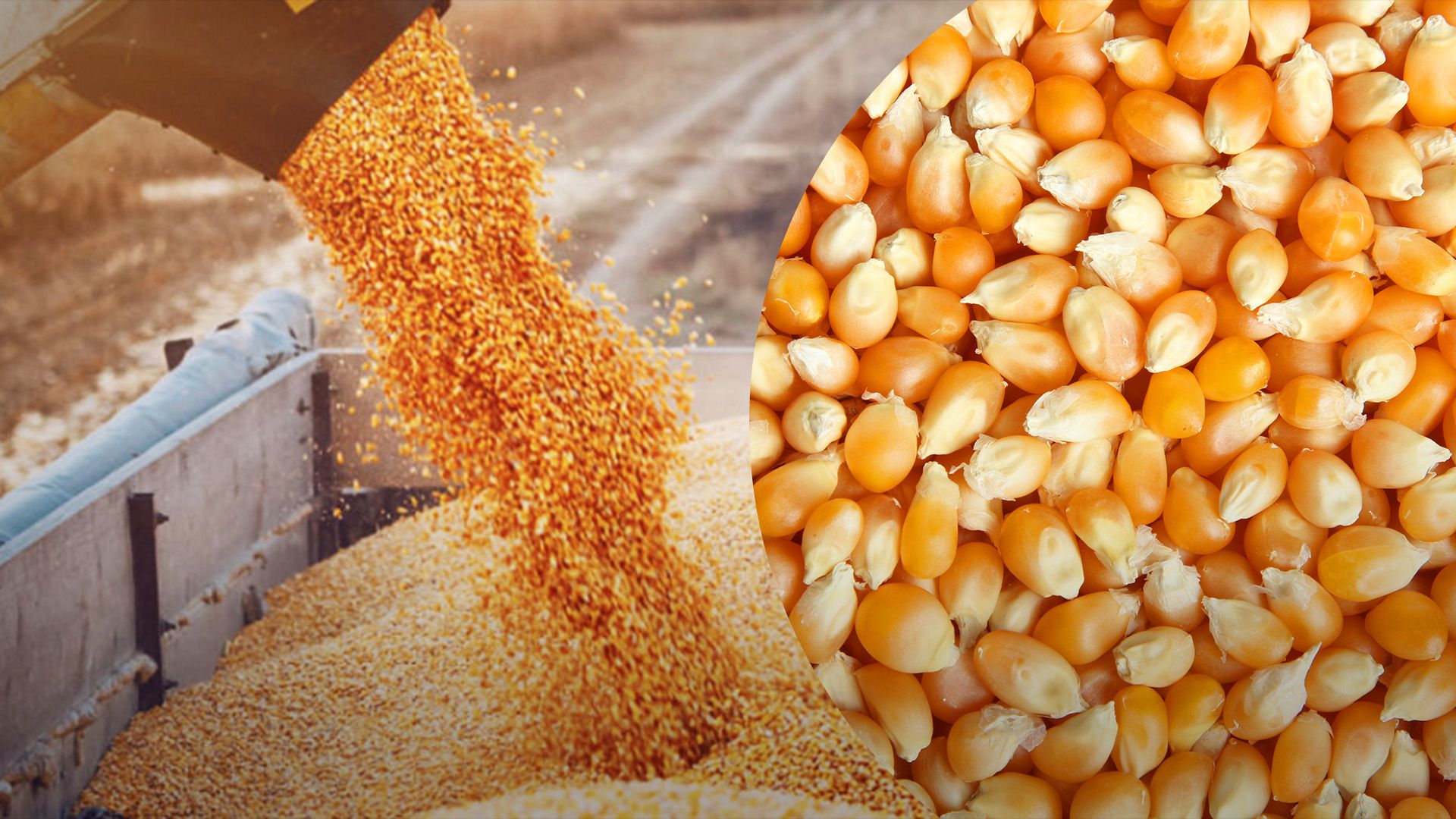 Экспорт кукурузы из Украины невозможно увеличить экспорт кукурузы из Украины Экспорт кукурузы из Украины невозможно увеличить экспорт кукурузы из Украины