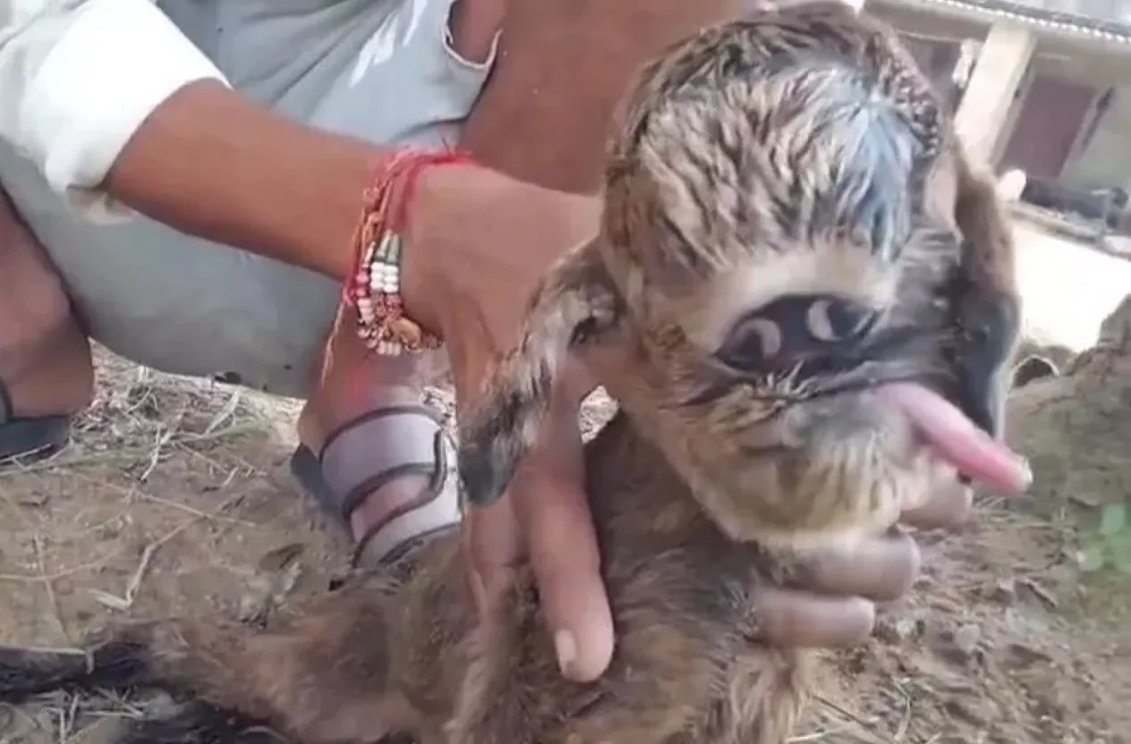 Очні яблука тварини з'єднані посередині, у неї немає повік і вона не може моргати Очні яблука тварини з'єднані посередині, у неї немає повік і вона не може моргати