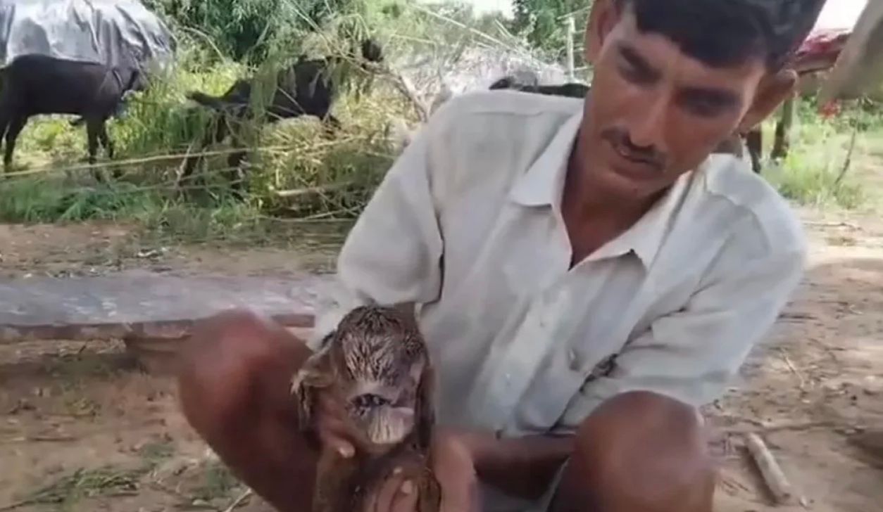 Козлёнок со сросшимися глазами Козлёнок со сросшимися глазами