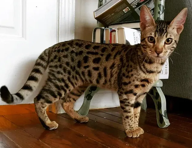 Саванна Саванна