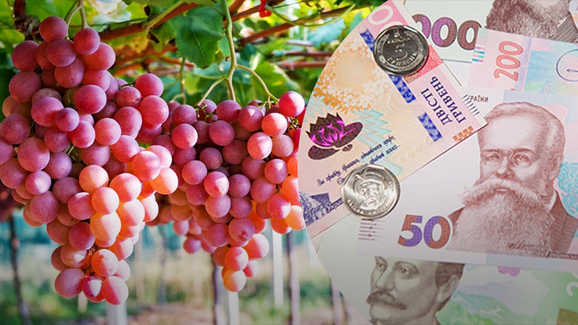 Виноград на рынке существенно подорожал Виноград на рынке существенно подорожал