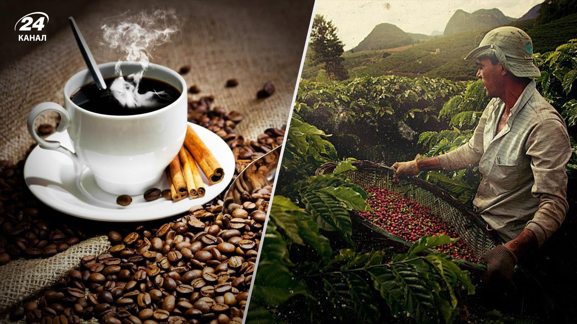 Цены на кофе взлетят из-за засухи в Бразилии Цены на кофе взлетят из-за засухи в Бразилии