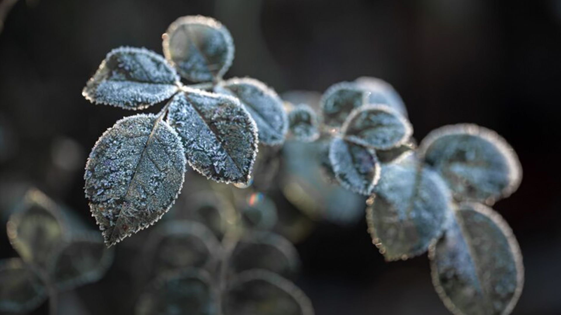 Заморозки Заморозки