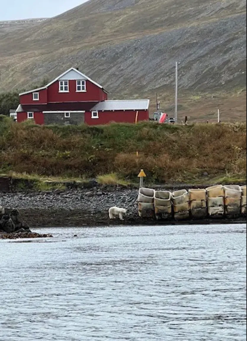Ведмедя прибув до Ісландії на крижині з Гренландії Ведмедя прибув до Ісландії на крижині з Гренландії