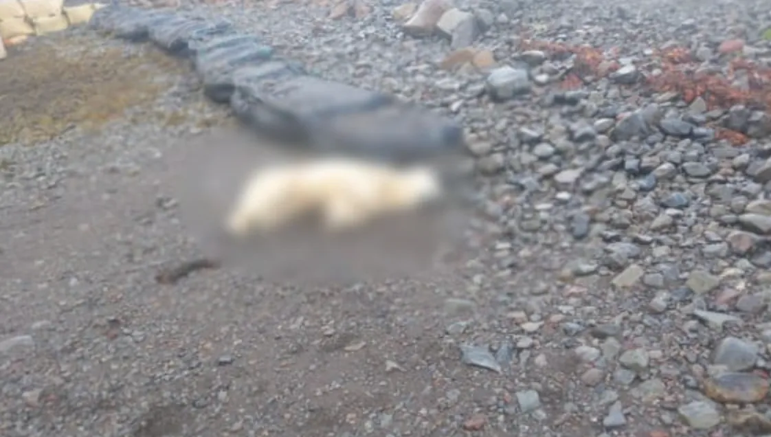 Поліція застрелила ведмедя Поліція застрелила ведмедя