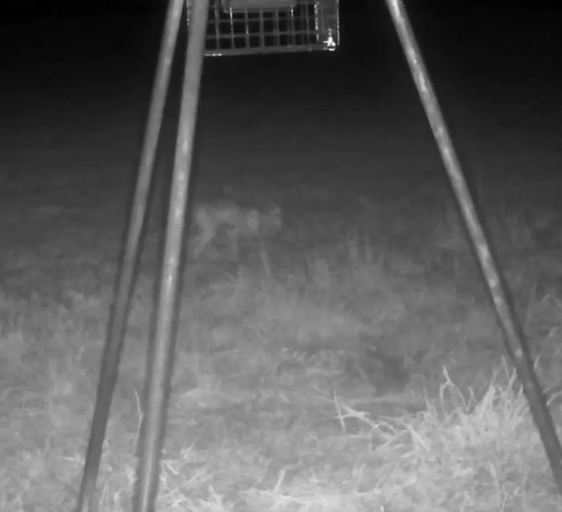 Камера зафіксувала те, що, мабуть, було маленькою істотою, яка ходить на чотирьох ногах Камера зафіксувала те, що, мабуть, було маленькою істотою, яка ходить на чотирьох ногах