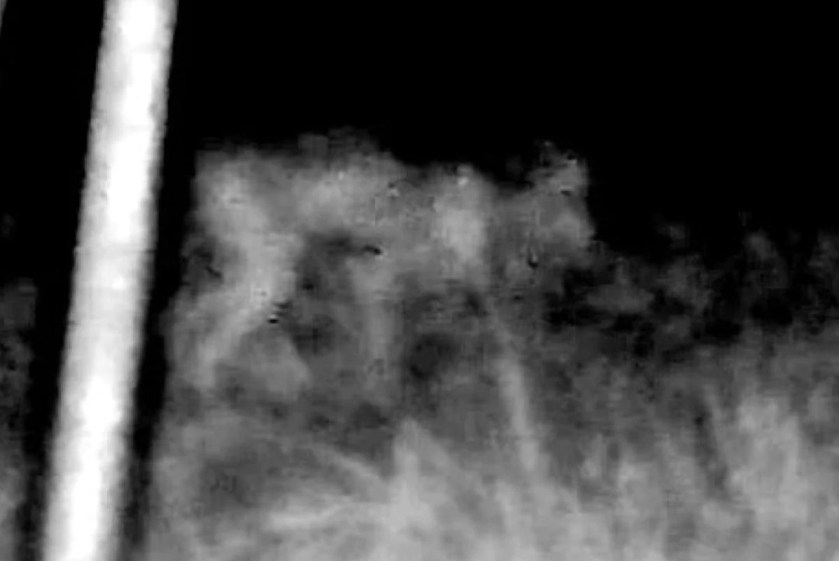 Жуткое странное существо озадачило ученых Жуткое странное существо озадачило ученых