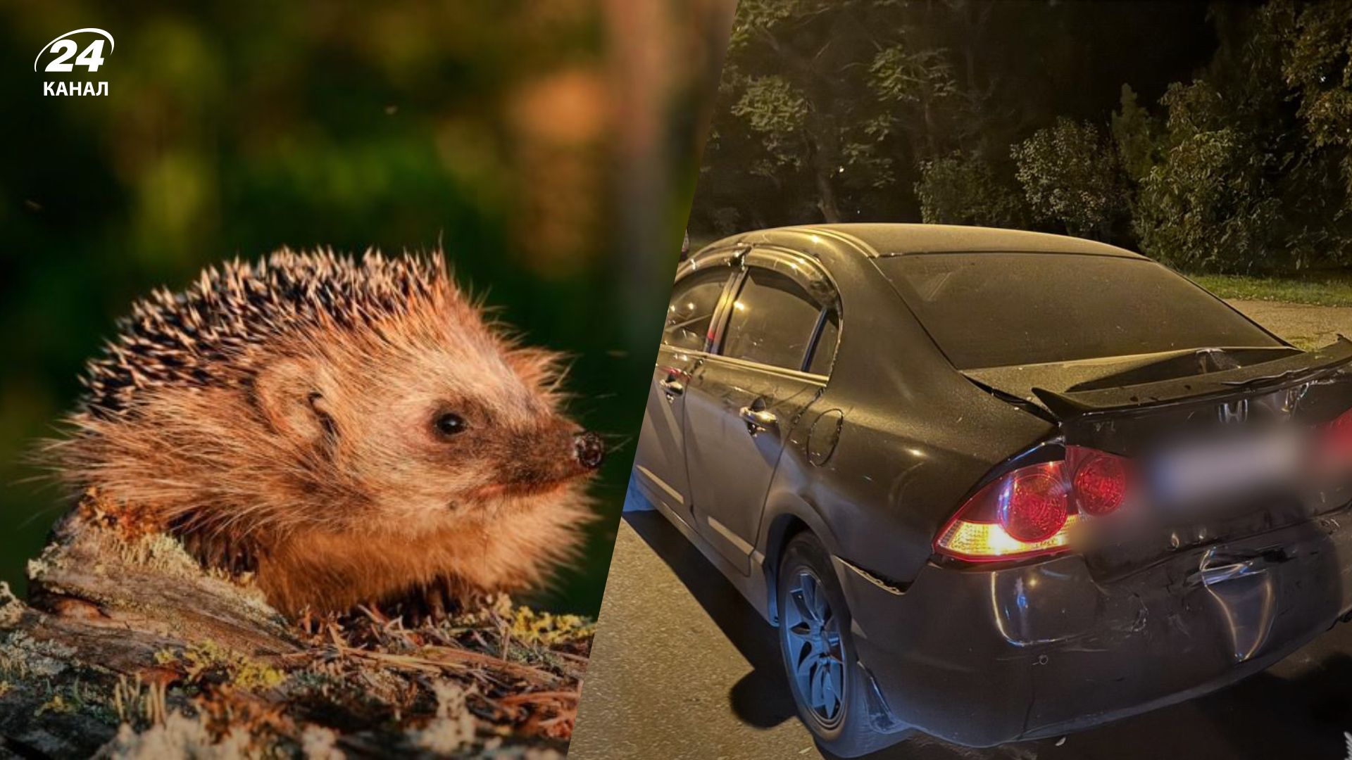 Їжак став причиною ДТП Їжак став причиною ДТП