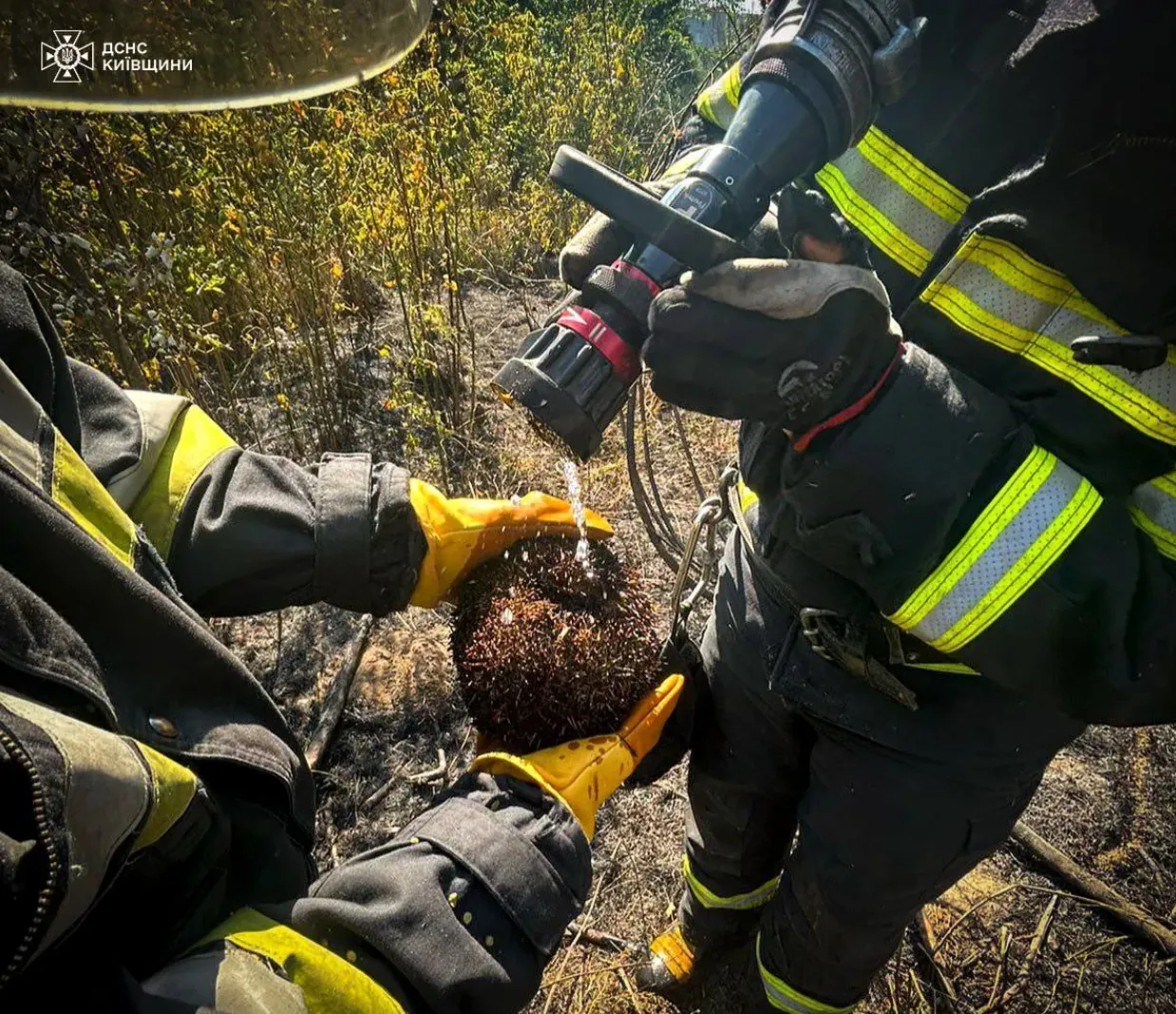 Їжак ховався у траві Їжак ховався у траві