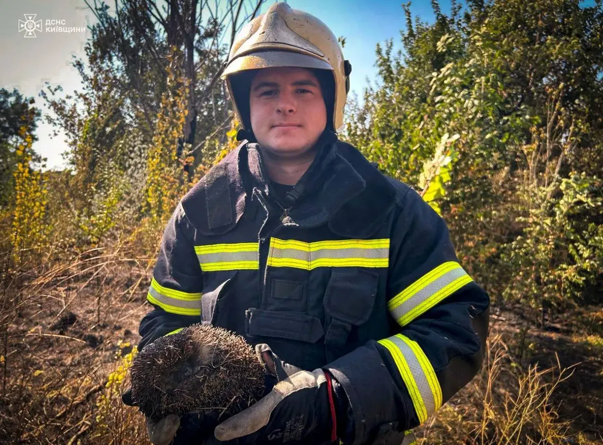 Рятувальники надали їжакові необхідну допомогу Рятувальники надали їжакові необхідну допомогу