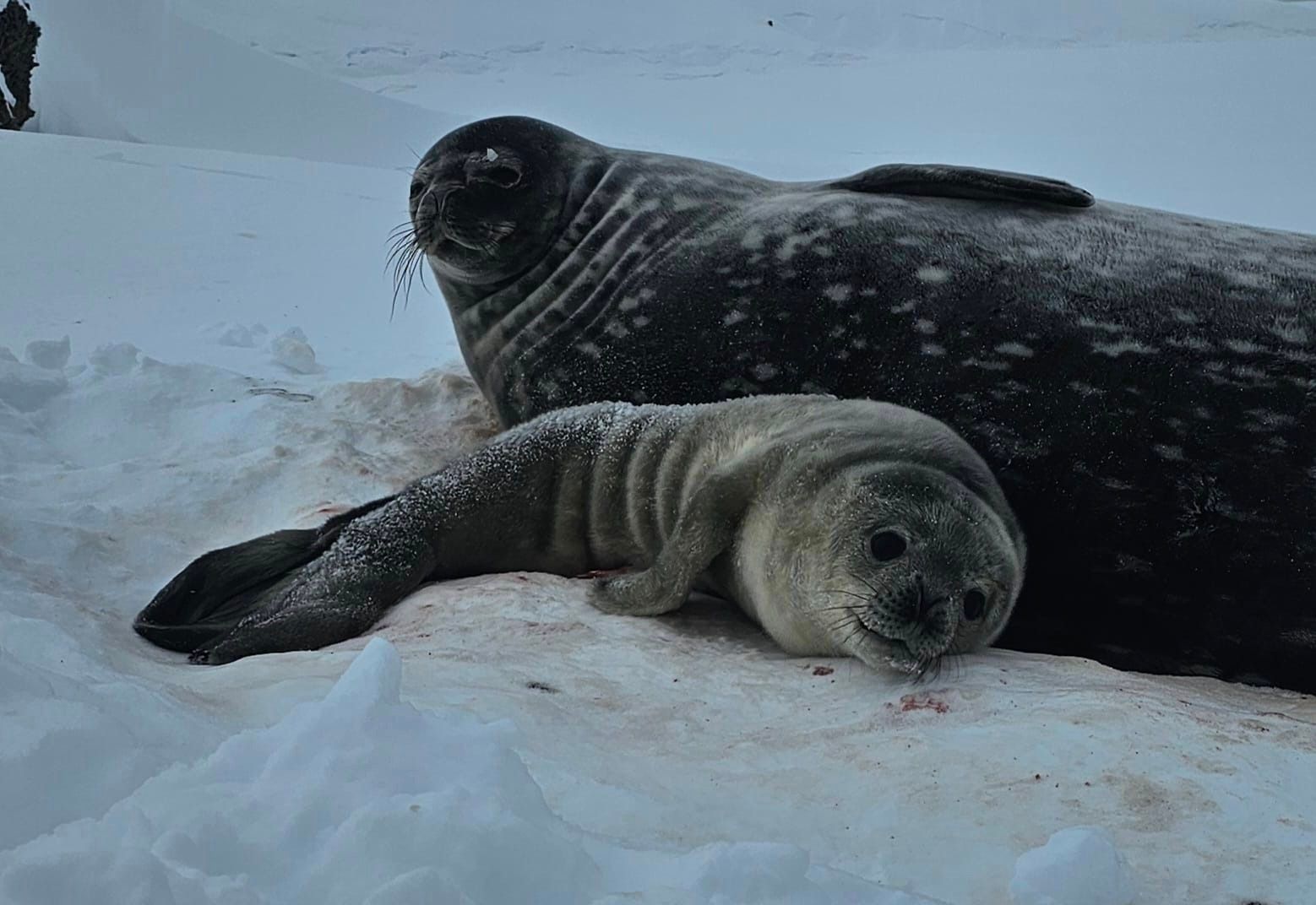 Тюленятко, яке першим народилося біля "Вернадського" Тюленятко, яке першим народилося біля "Вернадського"