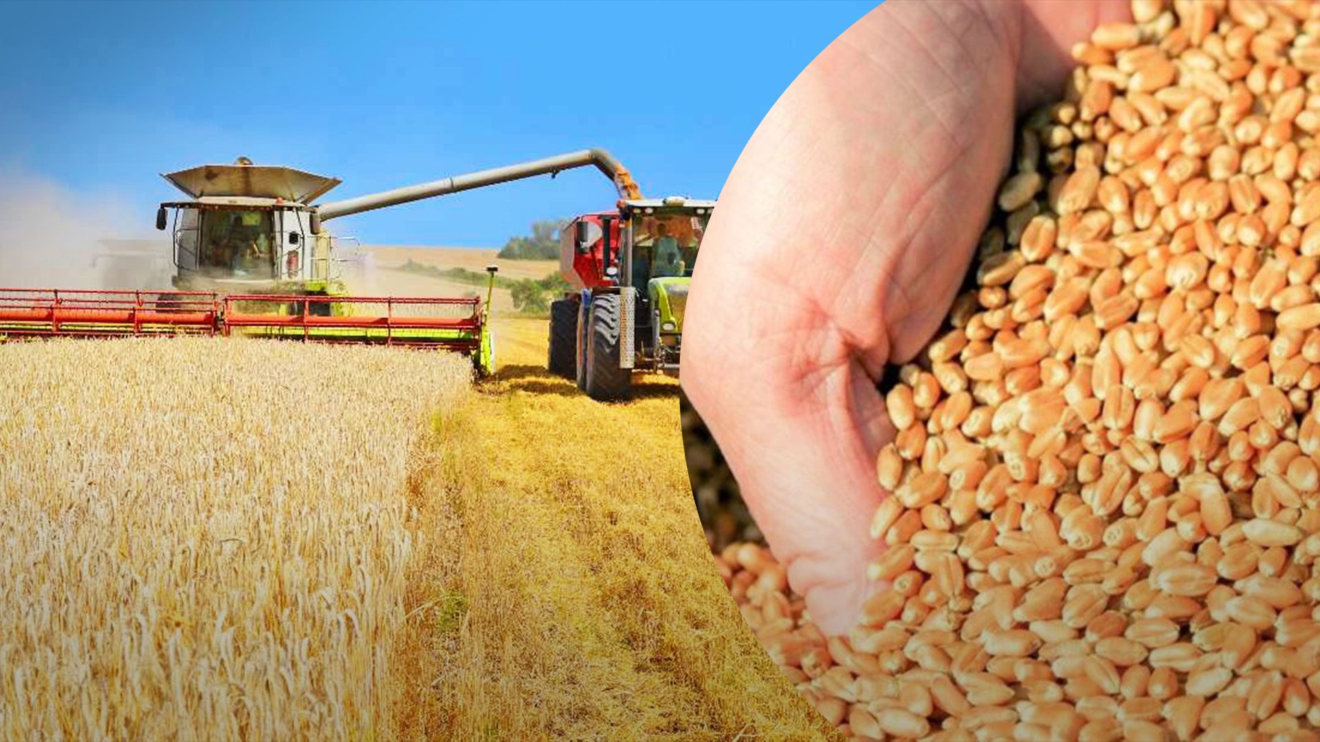 Пшениці зібрали більш, ніж достатньо для внутрішніх потреб Пшениці зібрали більш, ніж достатньо для внутрішніх потреб