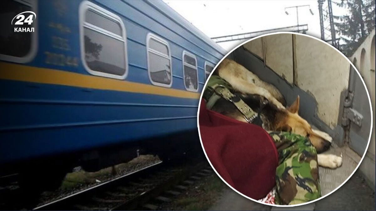 Военный с собакой спал в тамбуре, потому что его якобы не пустили в купе: Укрзализныця отреагировала - 24 Канал Военный с собакой спал в тамбуре, потому что его якобы не пустили в купе: Укрзализныця отреагировала - 24 Канал