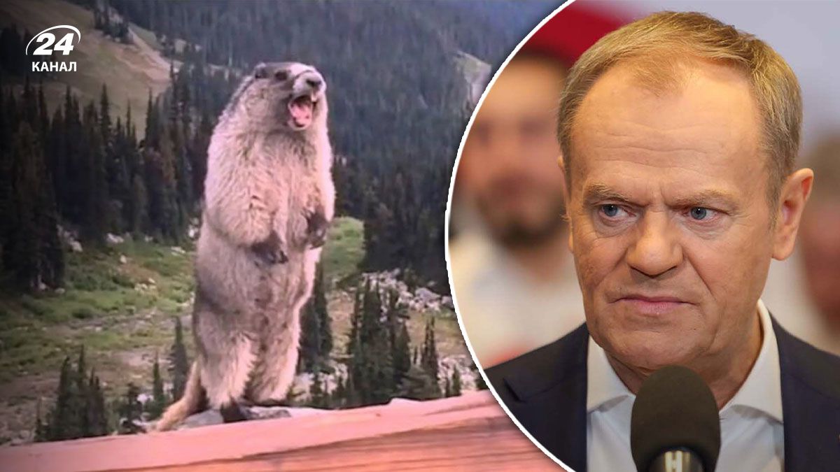 Премьер Польши объявил войну бобрам Премьер Польши объявил войну бобрам