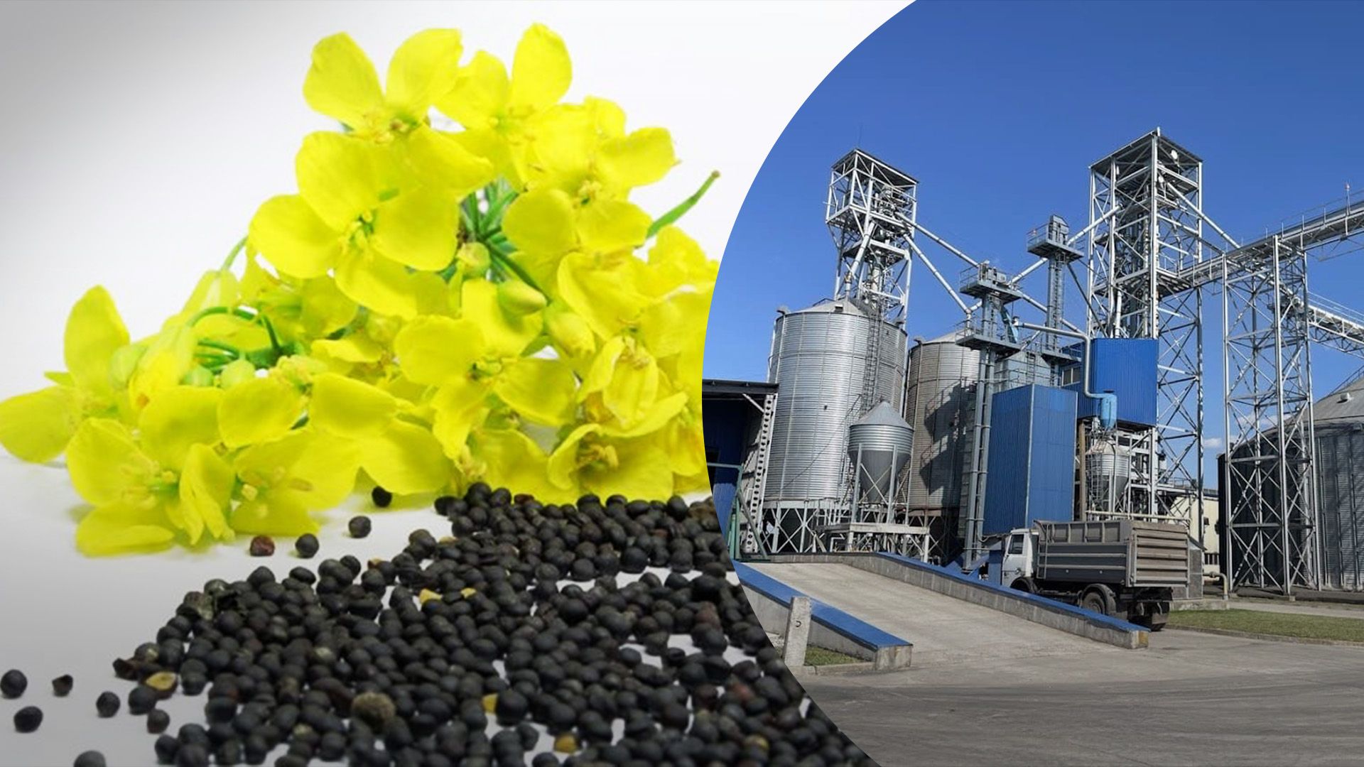 В Україні вперше переробили 1 мільйон тонн зерна ріпака В Україні вперше переробили 1 мільйон тонн зерна ріпака