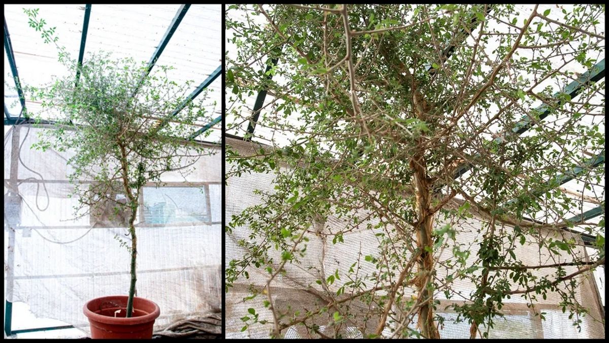 З тисячолітнього насіння виросло дерево, згадане в Біблії, але нині вимерле З тисячолітнього насіння виросло дерево, згадане в Біблії, але нині вимерле