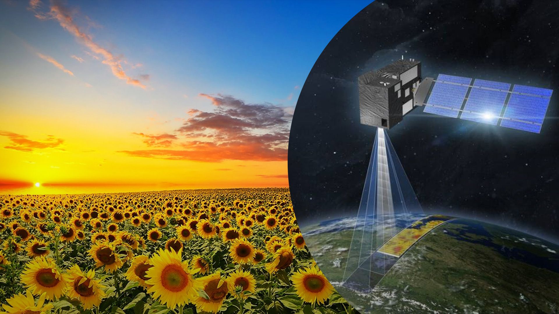 NASA испытывает спутниковое картографирование подсолнечника в Украине NASA испытывает спутниковое картографирование подсолнечника в Украине