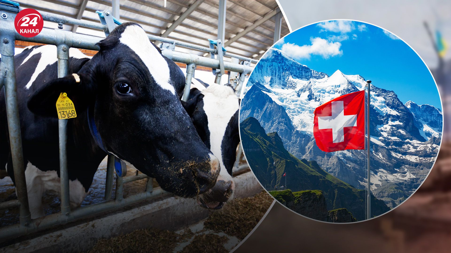 Українські молочні ферми отримали допомогу від Швейцарії Українські молочні ферми отримали допомогу від Швейцарії