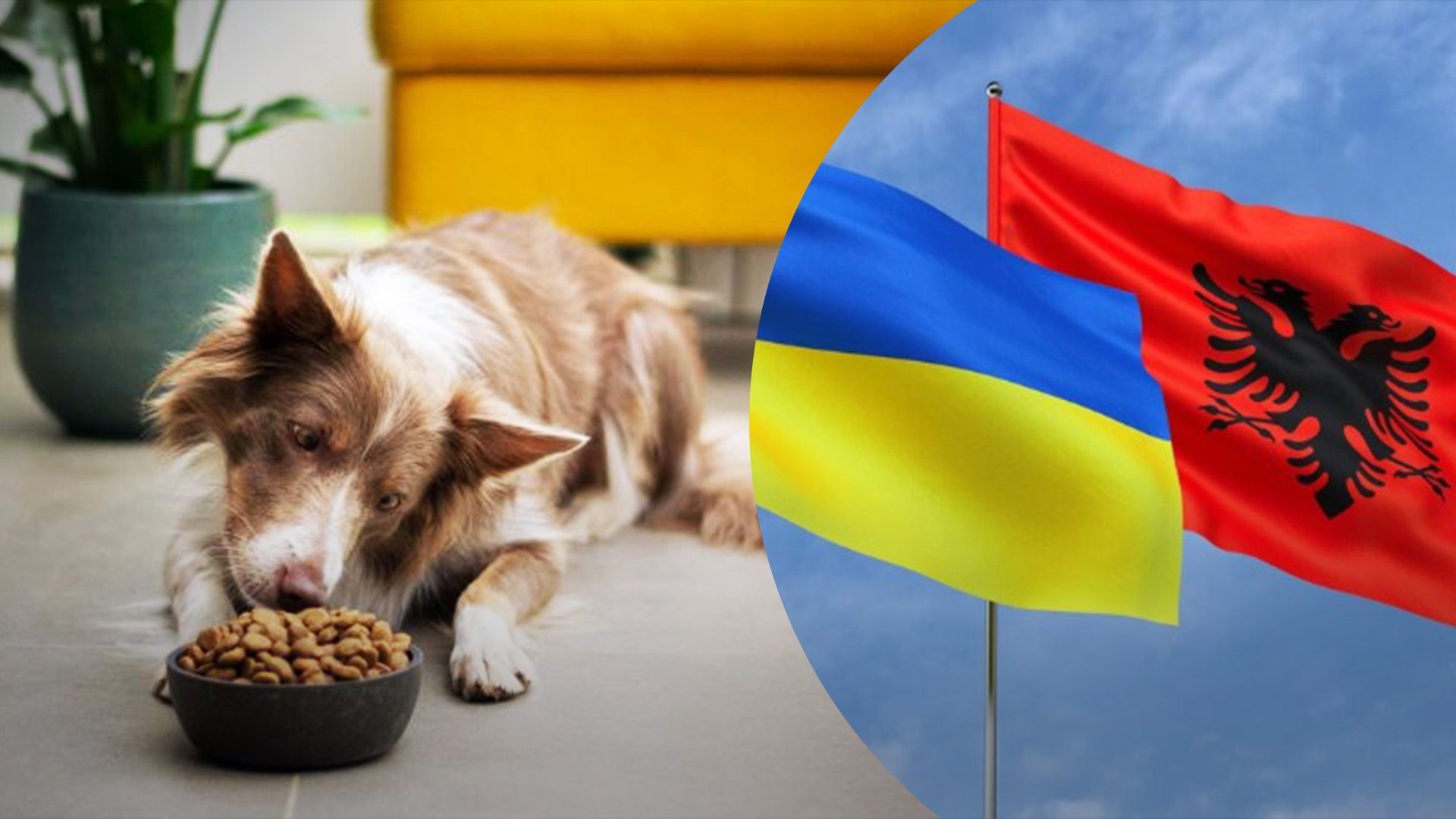 Україна зможе продавати корми в Албанію Україна зможе продавати корми в Албанію