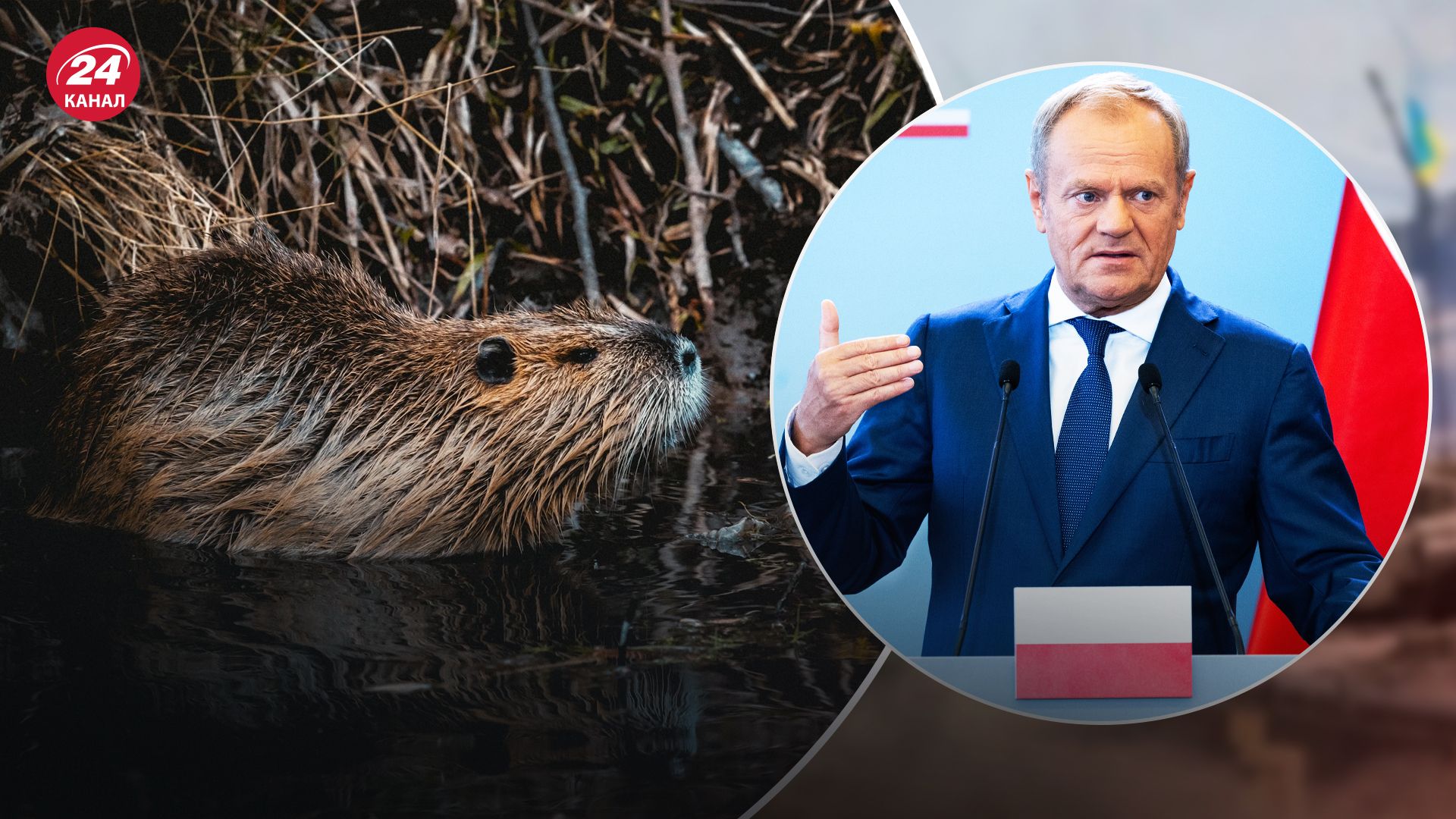 Туска розкритикували за оголошення "війни бобрам" Туска розкритикували за оголошення "війни бобрам"