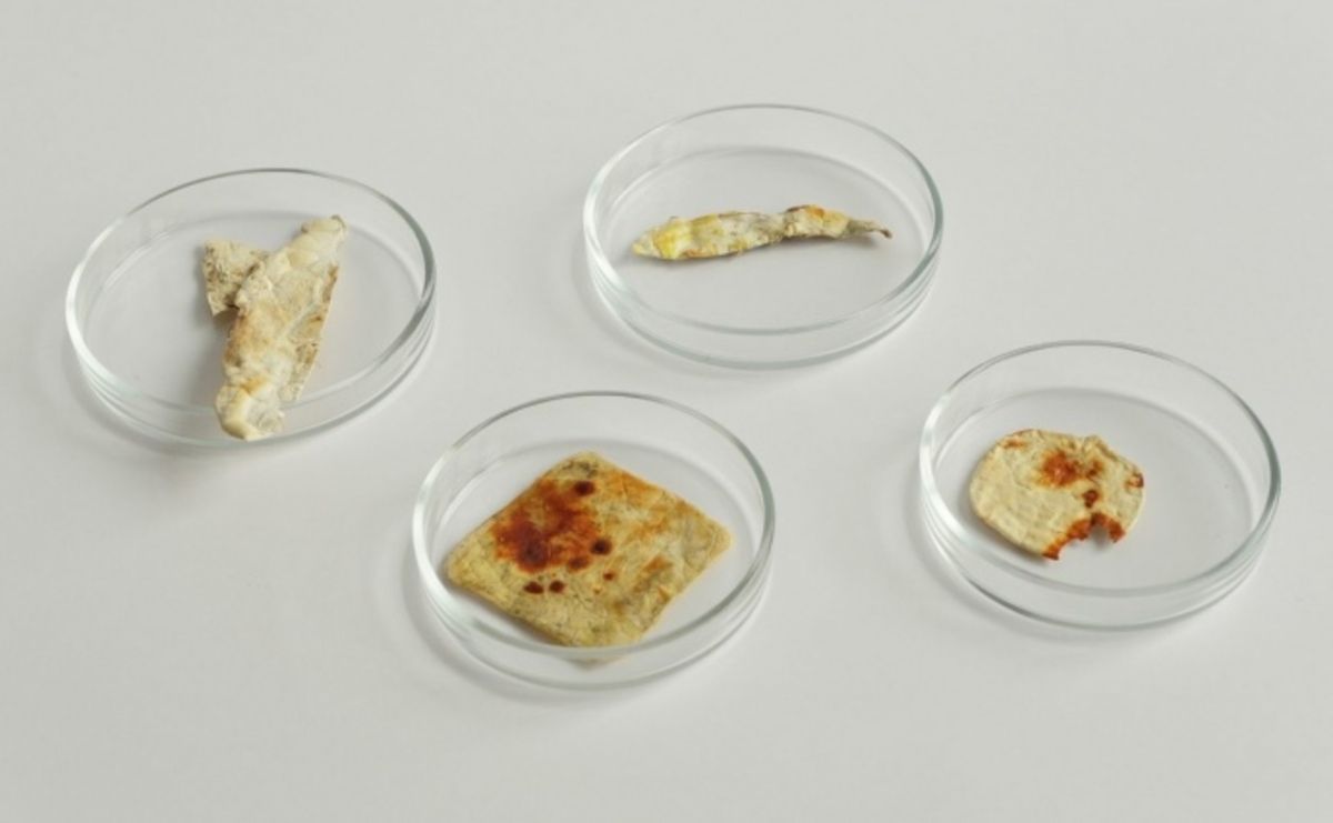 Украинка изготавливает экокожу из грибов: каков процесс ее производства - Тренды Украинка изготавливает экокожу из грибов: каков процесс ее производства - Тренды