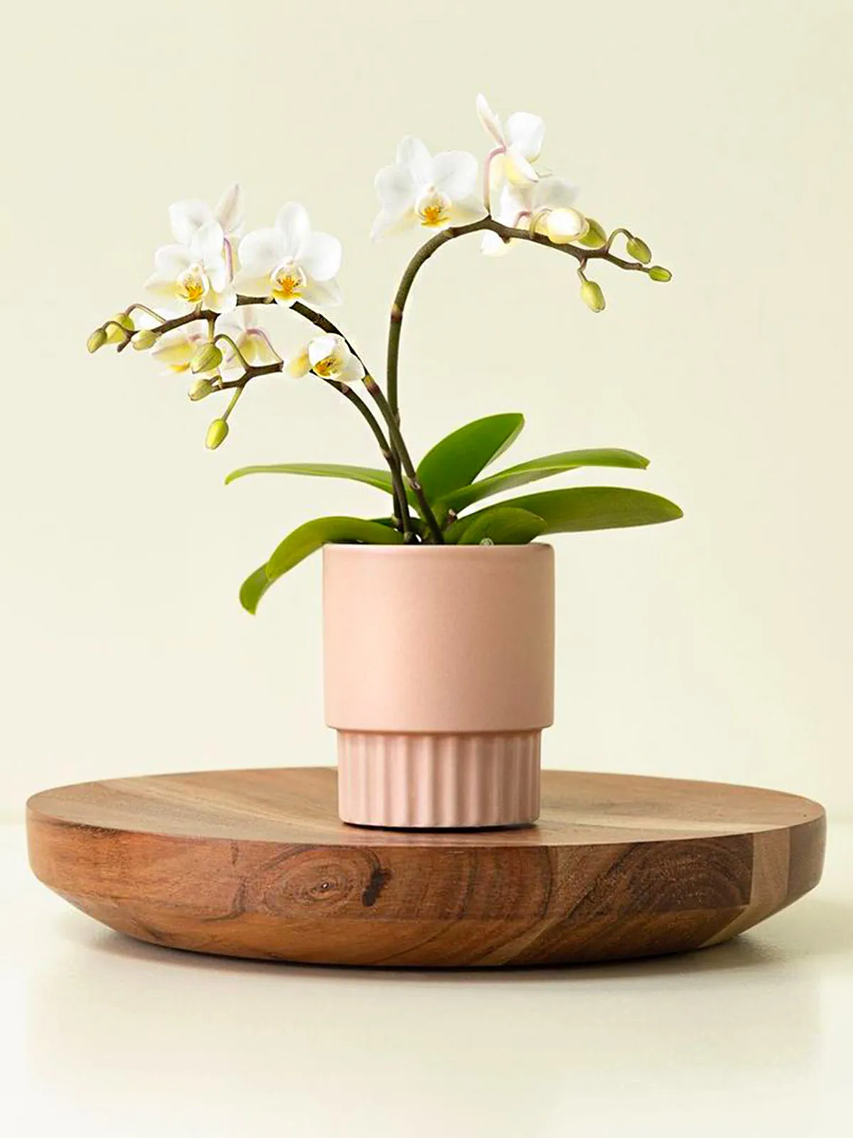 орхидея орхидея