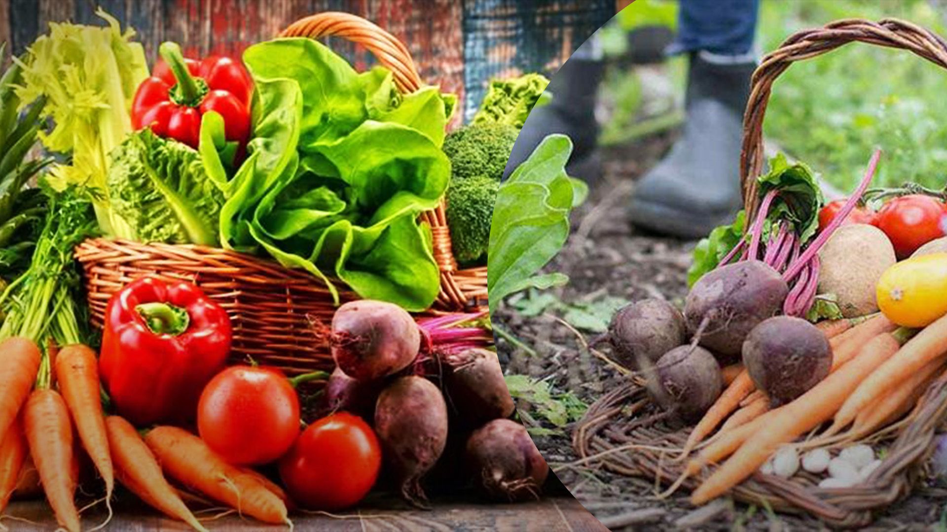 Фермери на півдні України зібрали набагато менші врожаї Фермери на півдні України зібрали набагато менші врожаї