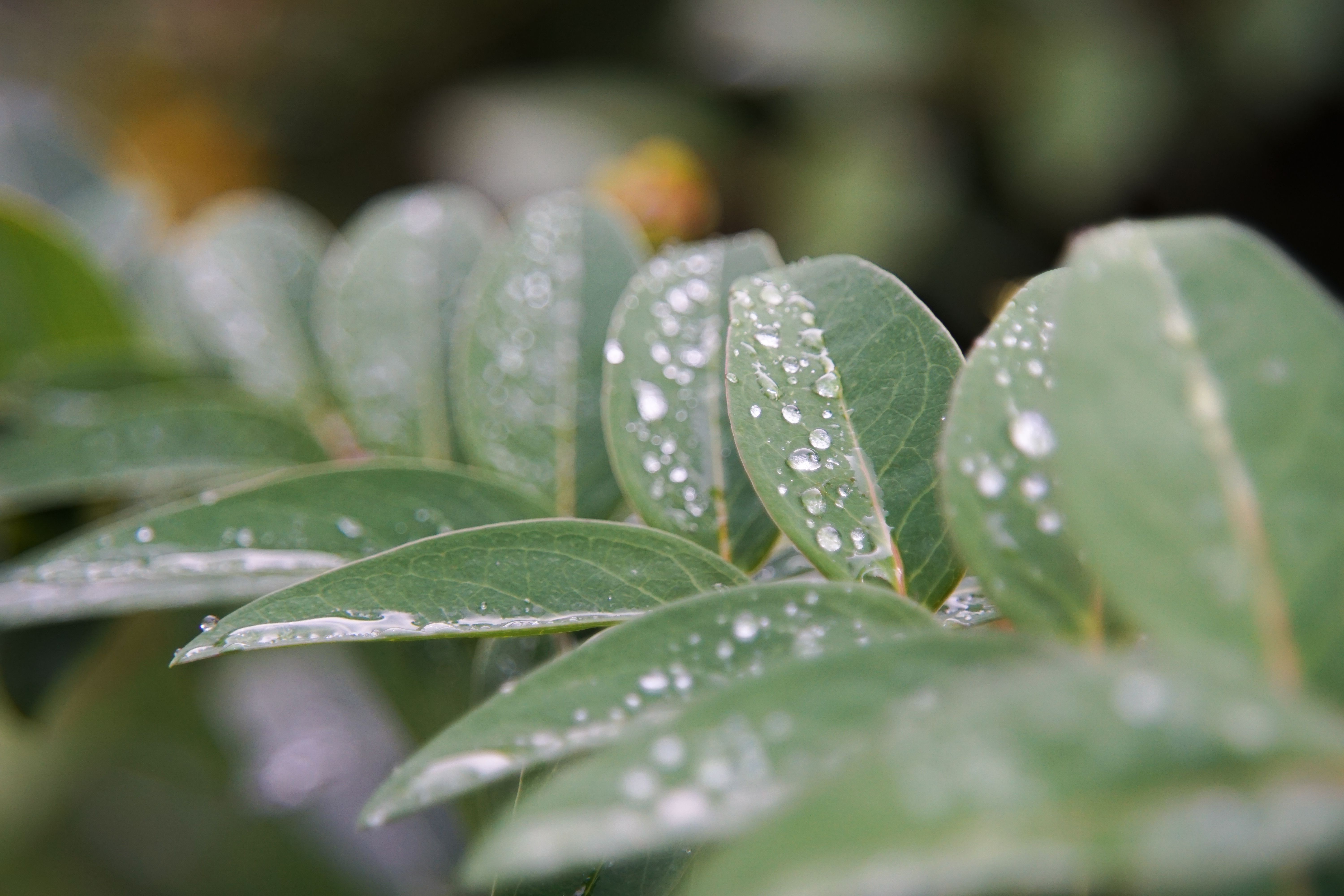 Важливо підготувати сад до негоди Важливо підготувати сад до негоди