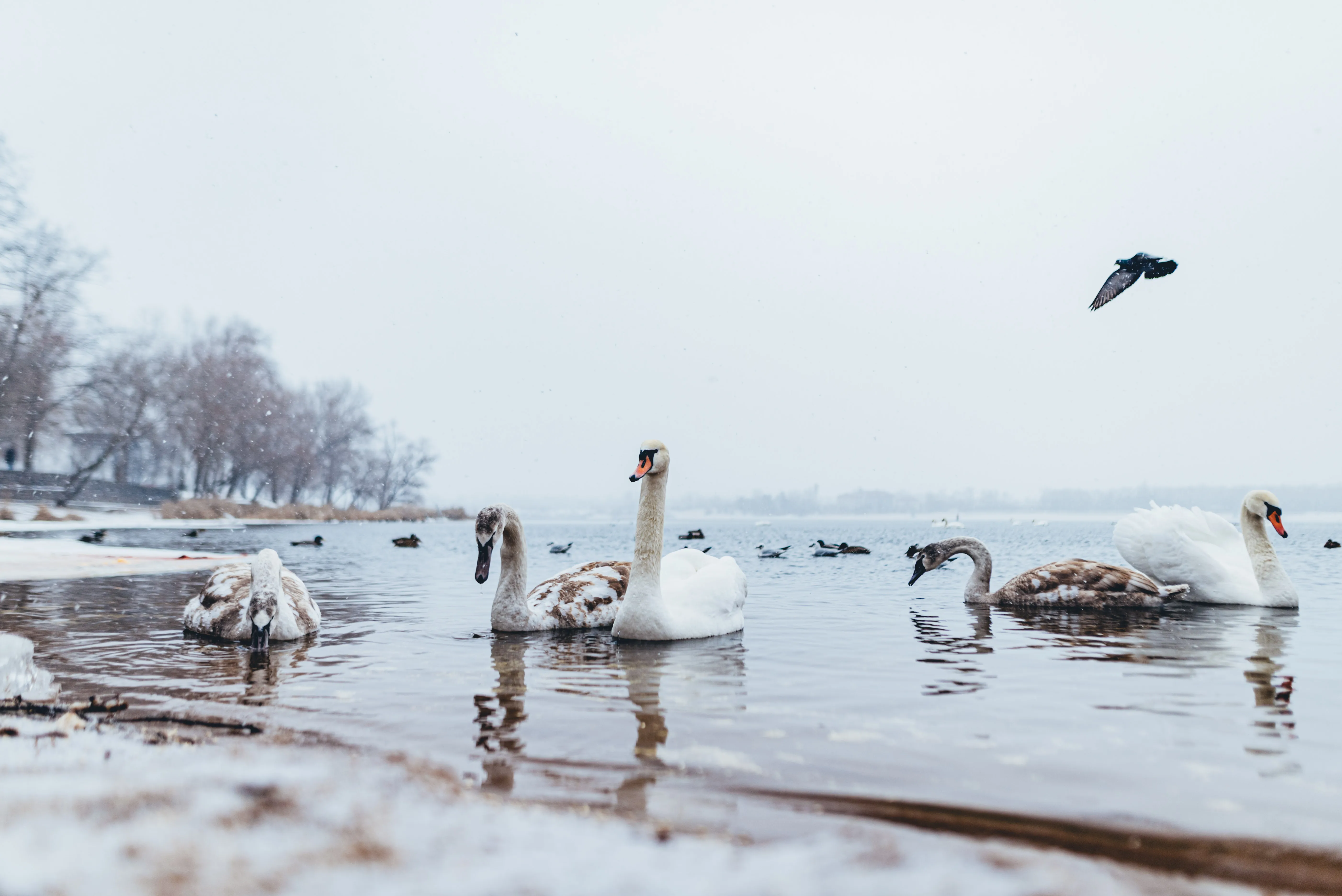 Морозы в Украине Морозы в Украине