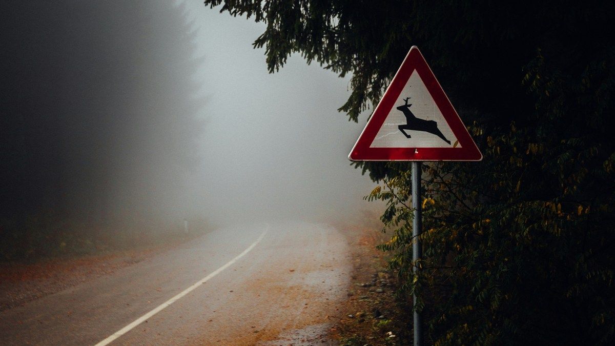 Project Deer – технологія штучного інтелекту для виявлення тварин на дорозі Project Deer – технологія штучного інтелекту для виявлення тварин на дорозі