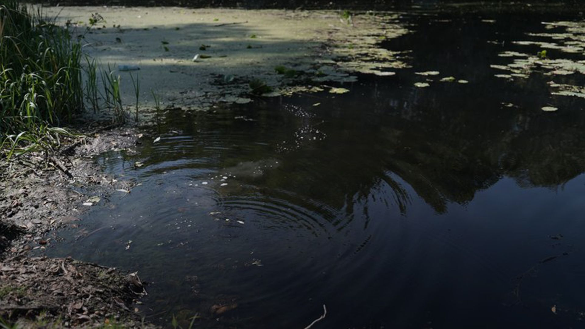 Качество воды в реке Сейм ухудшается Качество воды в реке Сейм ухудшается
