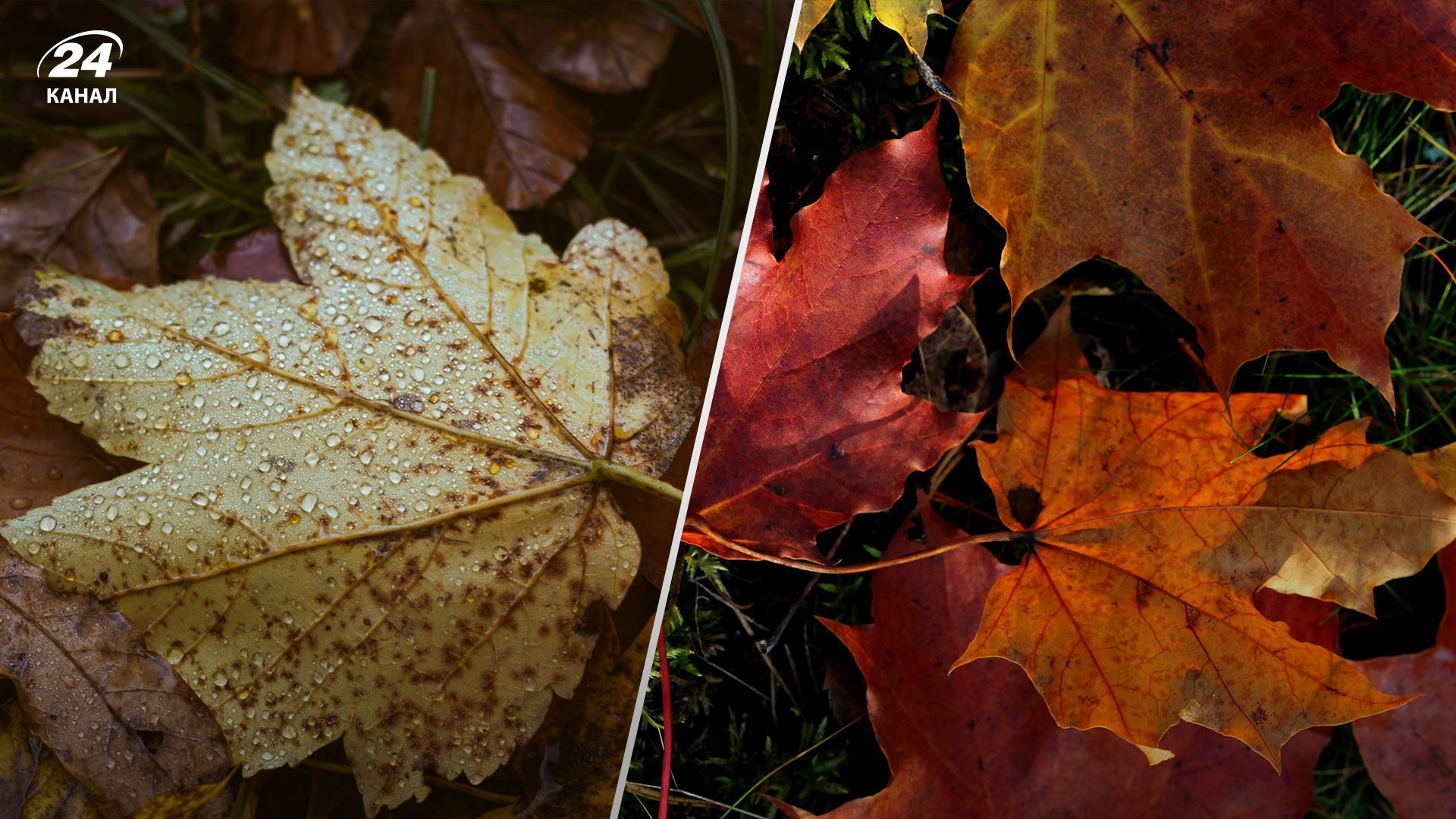 В деяких регіонах можливі сильні дощі та грози: якою буде погода в Україні 28 вересня - 24 Канал В деяких регіонах можливі сильні дощі та грози: якою буде погода в Україні 28 вересня - 24 Канал