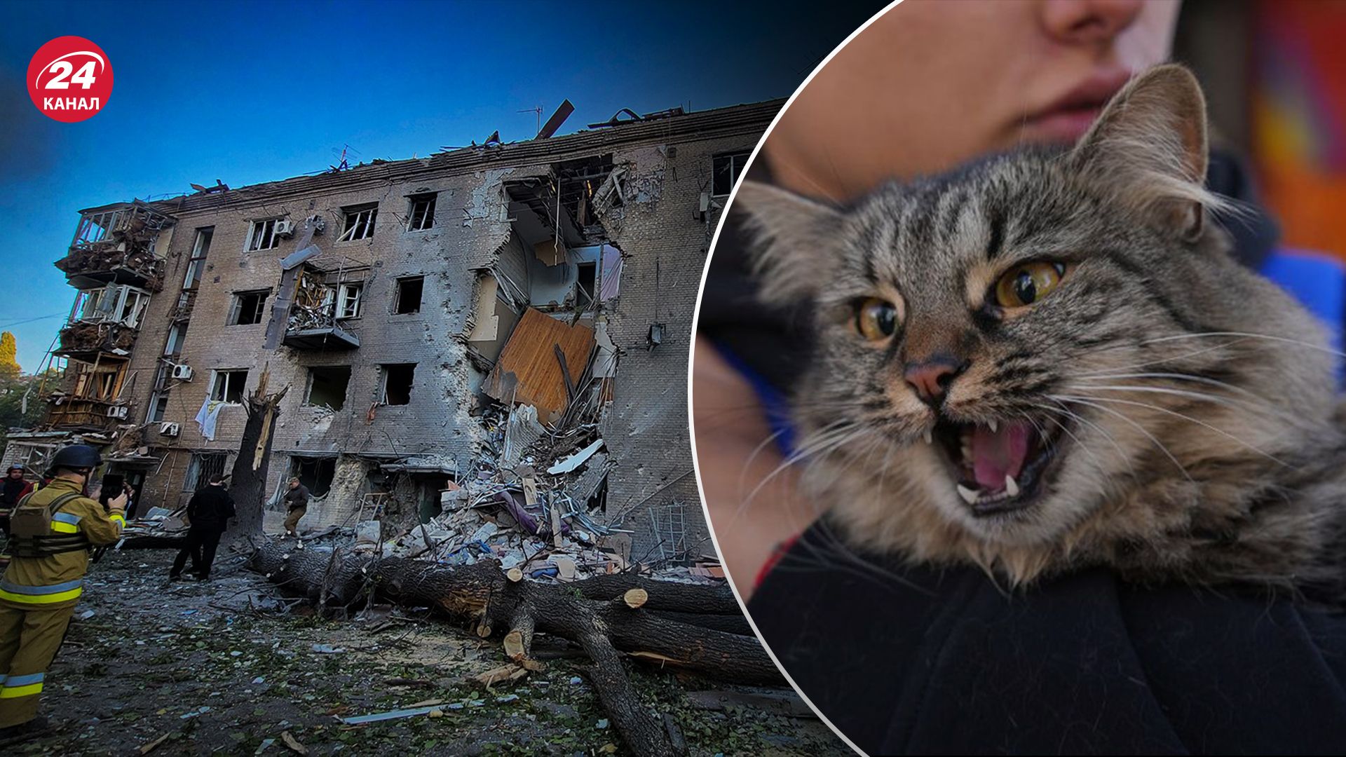 У Запоріжжі з багатоповерхівки врятували кішку У Запоріжжі з багатоповерхівки врятували кішку