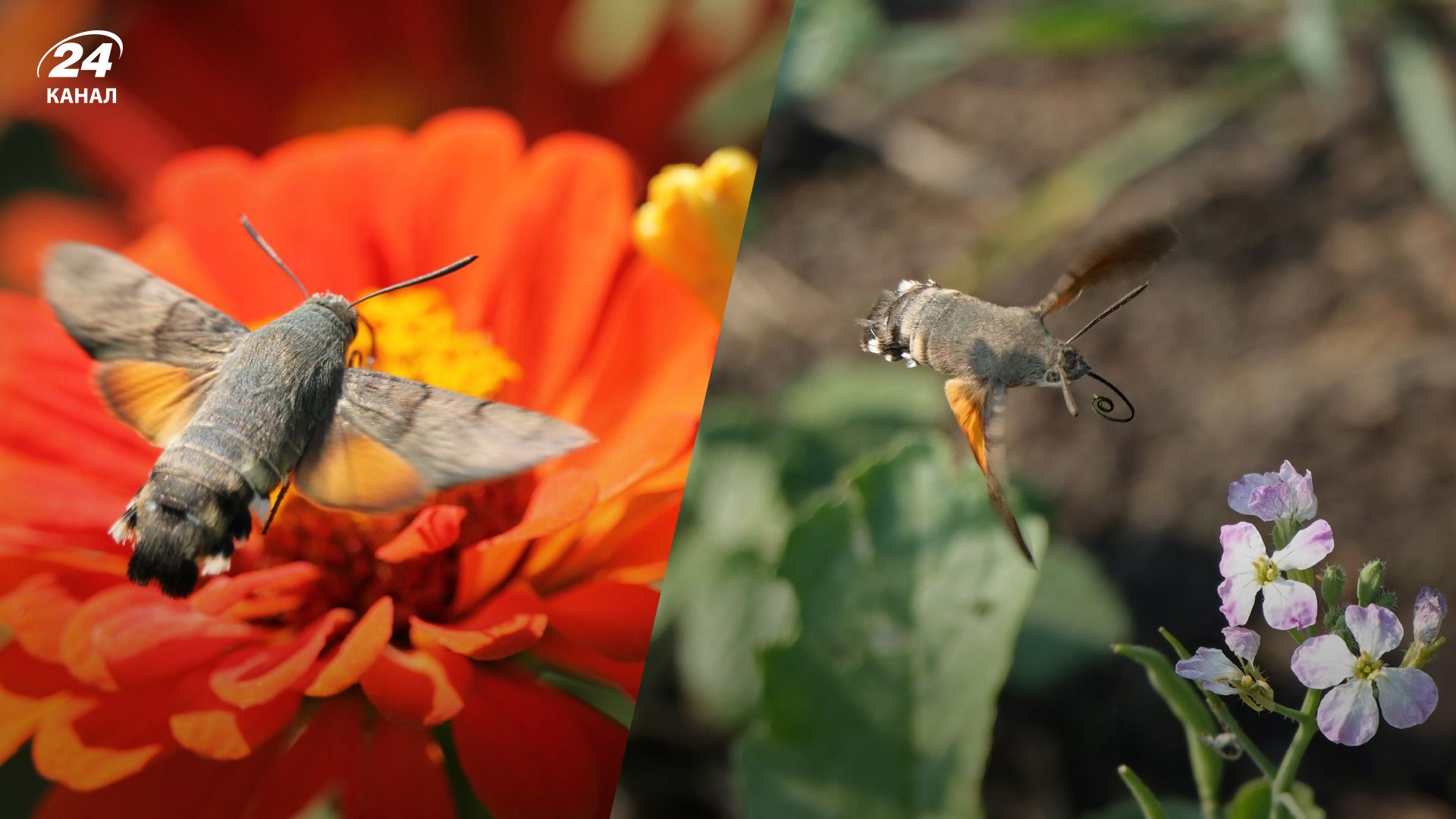 Український колібрі це язикан Український колібрі це язикан