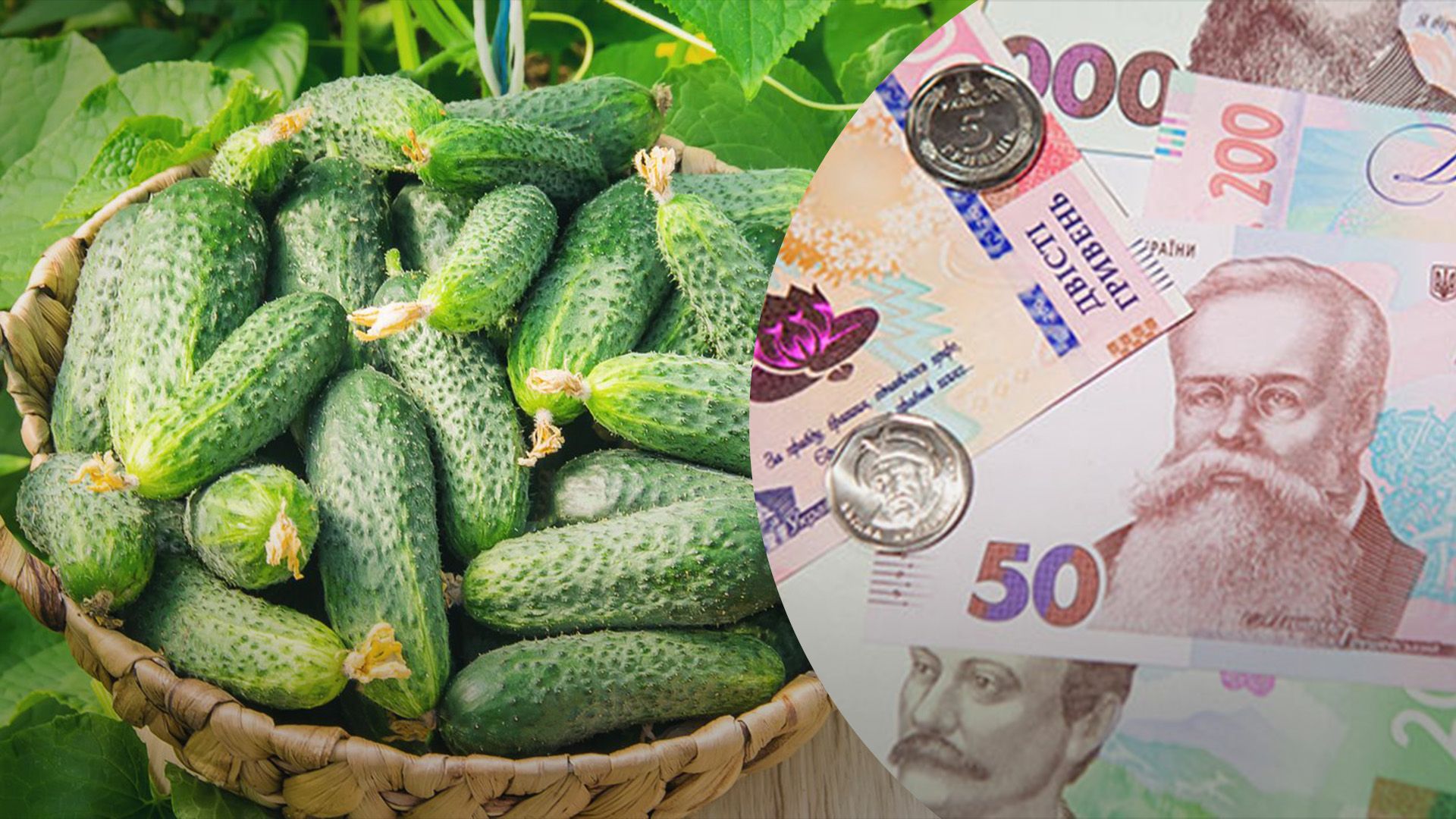 Огурцы вдвое дороже, чем в прошлом году Огурцы вдвое дороже, чем в прошлом году